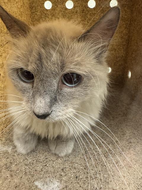 DAHLIA, Adoptable, Adult Female Domestic Long Hair.