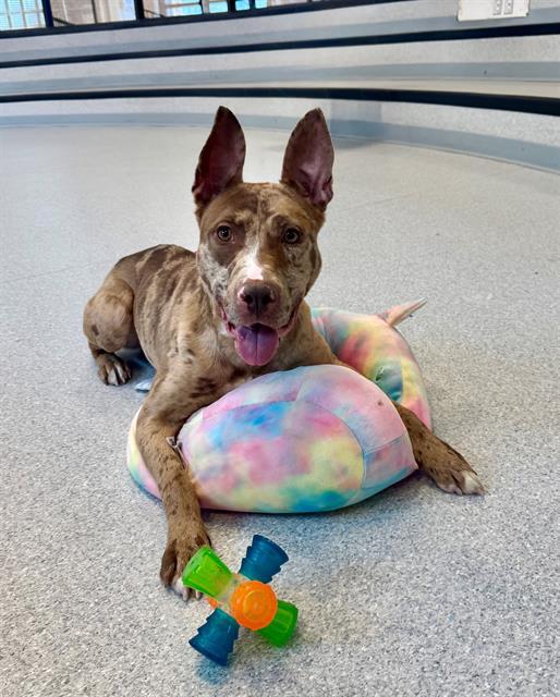 ZURI, Adoptable, Young Female Catahoula Leopard Dog & Mixed Breed.