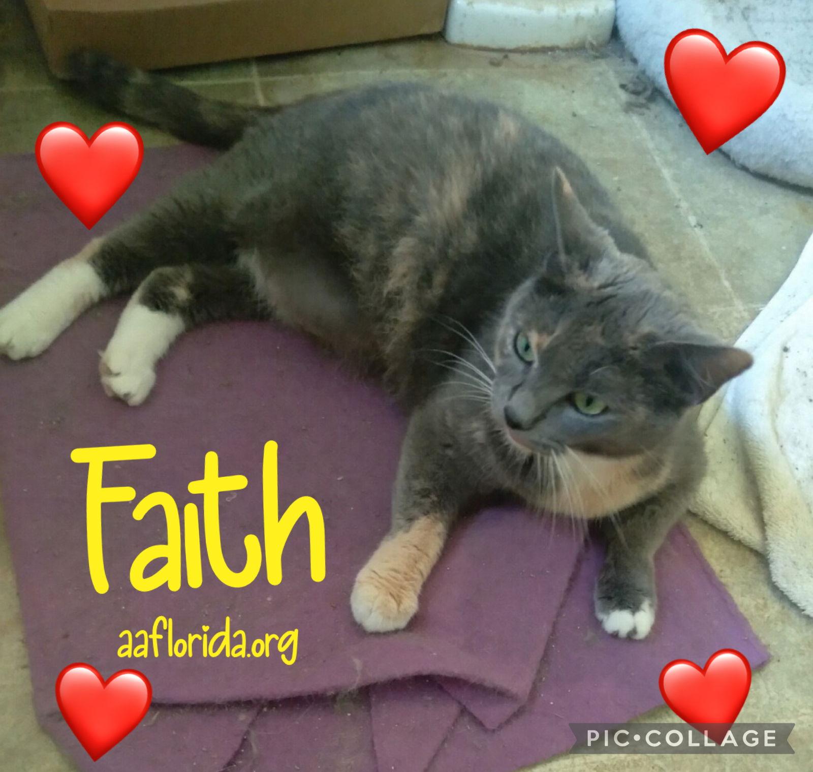 Enlarge Faith, a Adoptable mixed breed in Pensacola, FL image 1/1