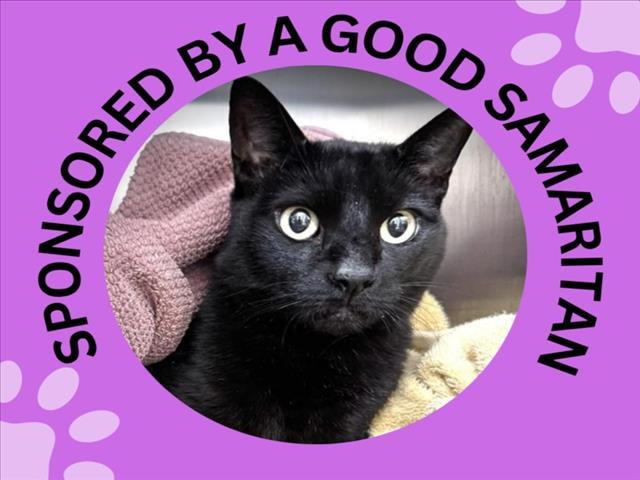 Enlarge KYLO, a Adoptable Domestic Short Hair in Santa Cruz, CA image 1/1