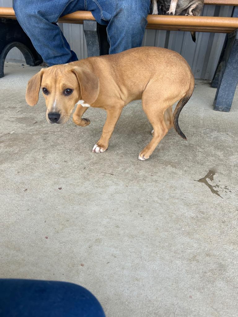 Brittany, Adoptable, Puppy Female Mixed Breed.
