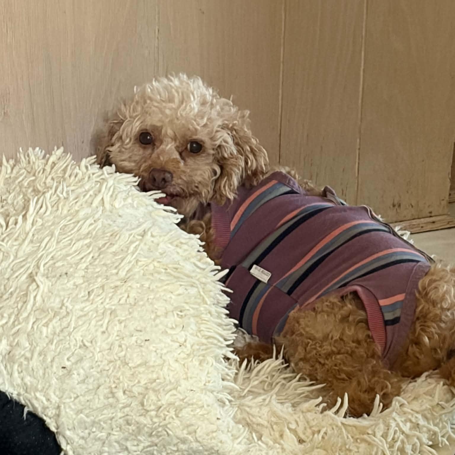 Enlarge Cookie, a Adopted Miniature Poodle in Furlong, PA image 3/5