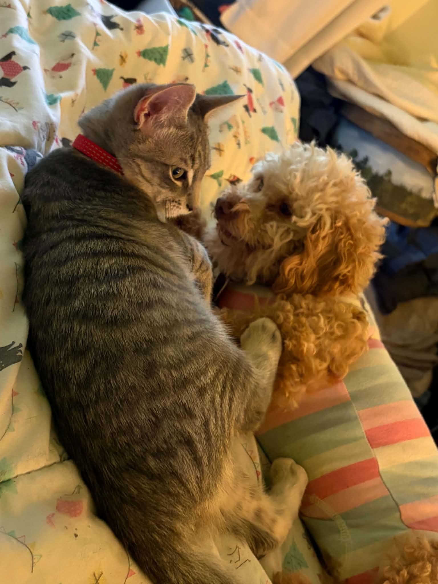 Enlarge Cookie, a Adopted Miniature Poodle in Furlong, PA image 5/5