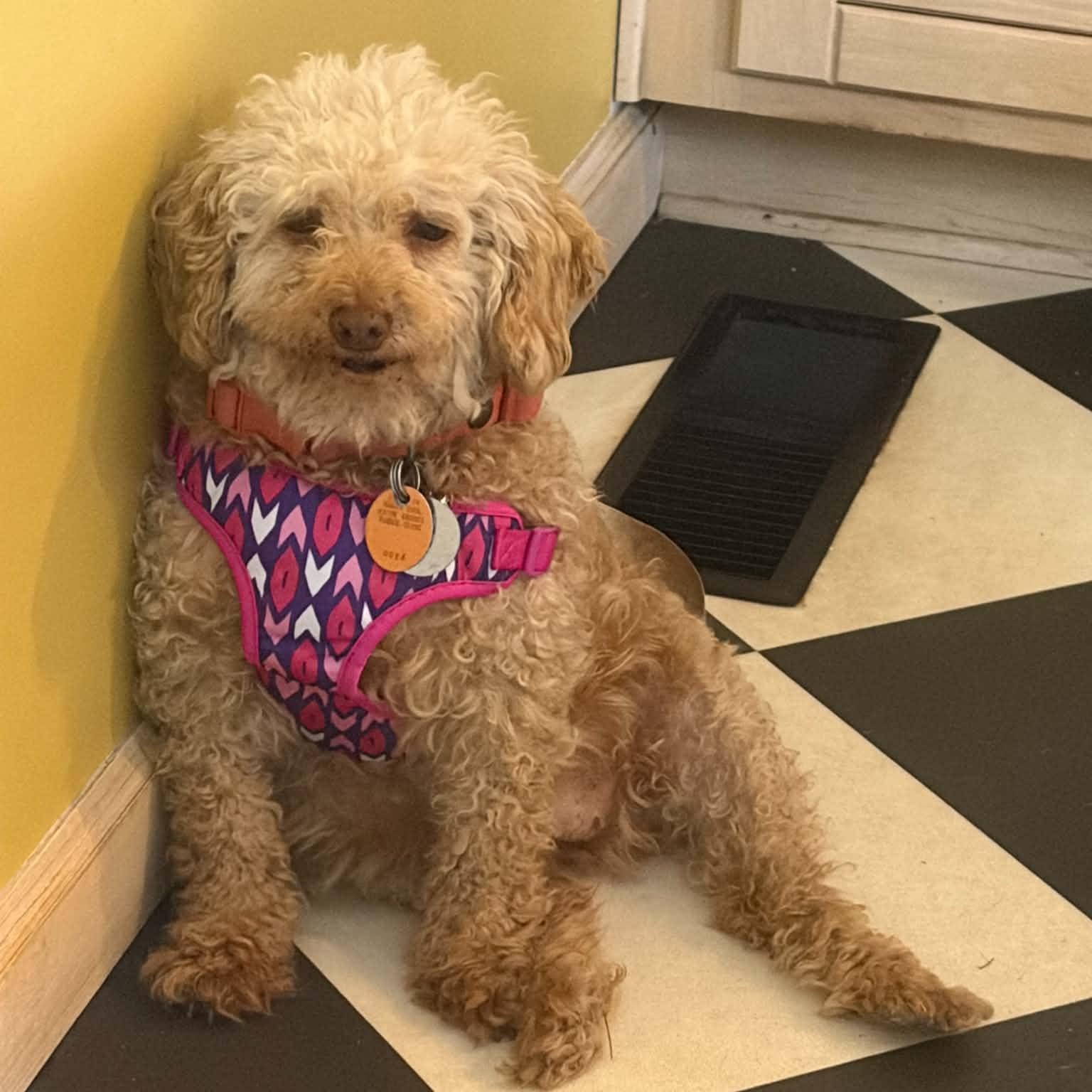 Enlarge Cookie, a Adopted Miniature Poodle in Furlong, PA image 2/5