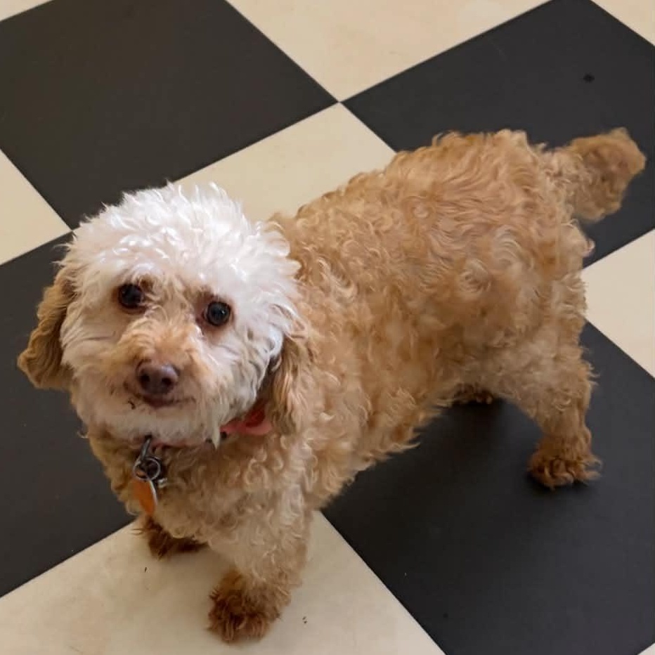 Cookie, adoptable, Adult Female Miniature Poodle.