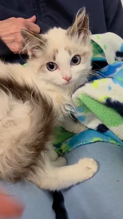 Enlarge Bibi, a Adopted mixed breed in Chicago, IL video 4/6