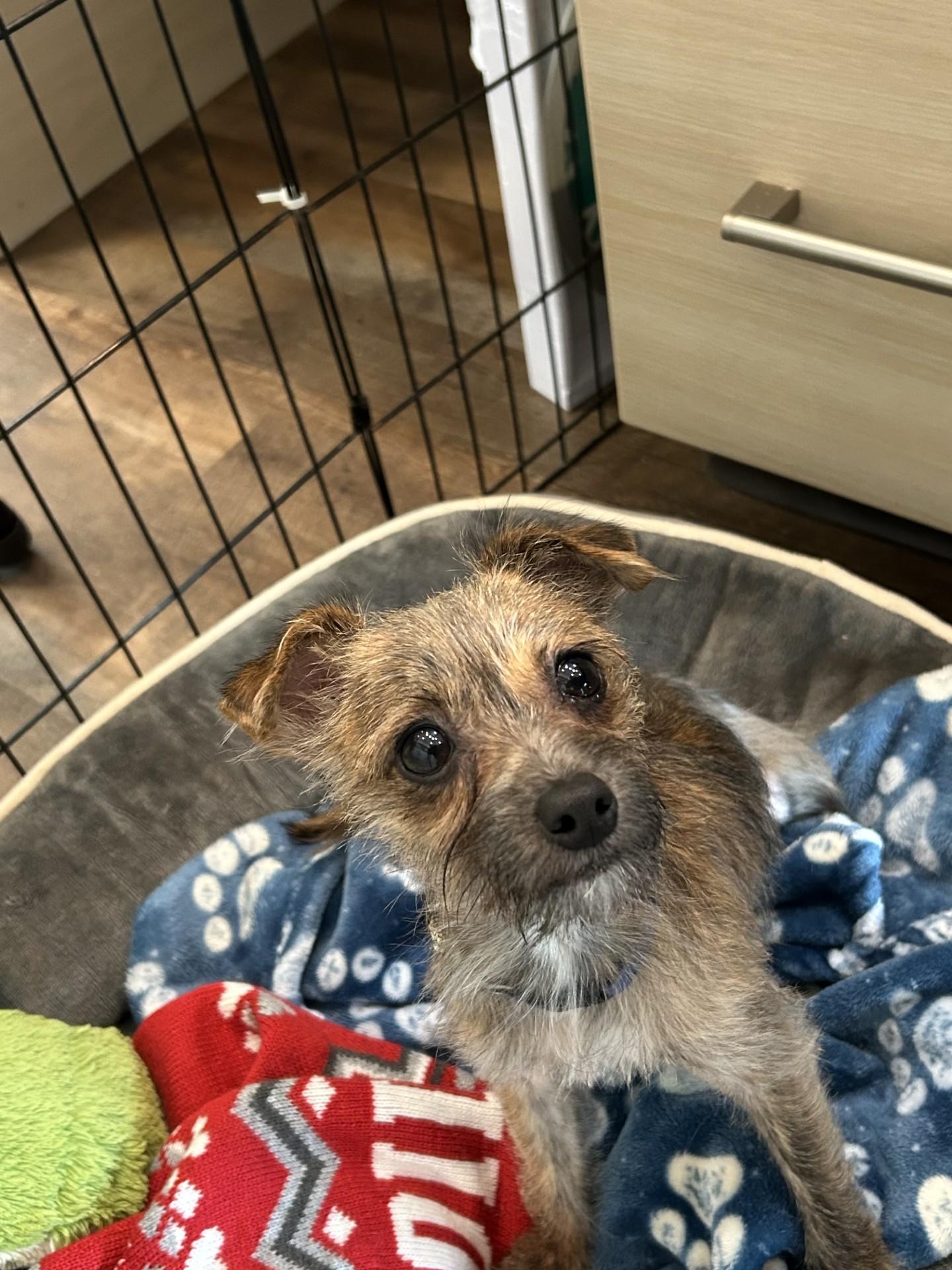 Enlarge Benji, an adopted mixed breed in Salisbury, NC image 3/4