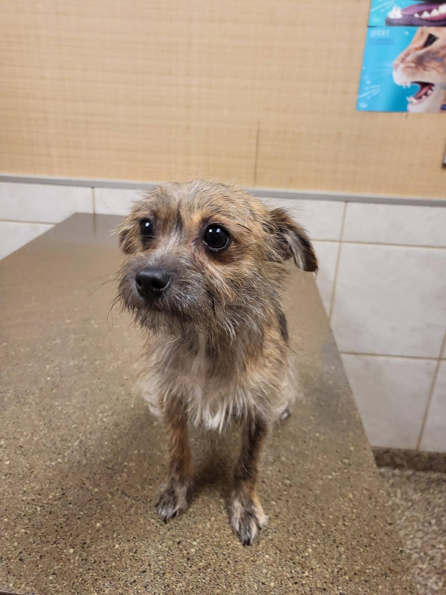 Enlarge Benji, an adopted mixed breed in Salisbury, NC image 2/4