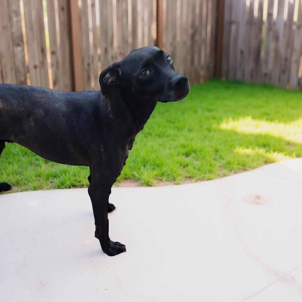 Marvelous Maisel, Adoptable, Adult Female Black Labrador Retriever.