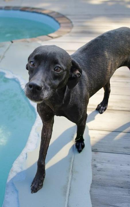 Marvelous Maisel, Adoptable, Adult Female Black Labrador Retriever.