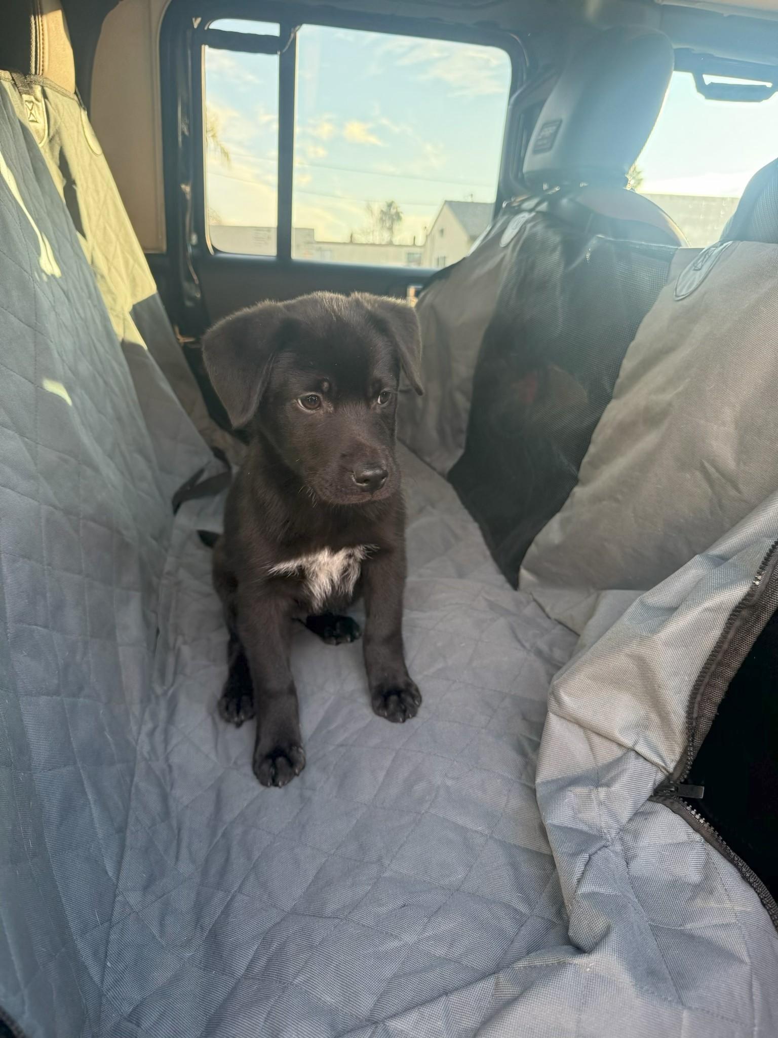 Enlarge Badger, an adopted mixed breed in De Pere, WI image 3/3