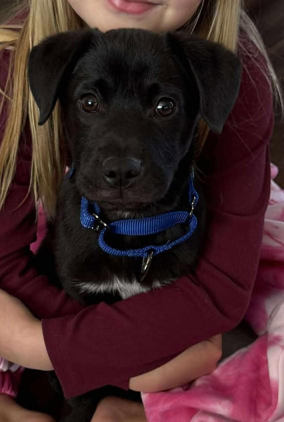Badger, adopted, Puppy Male Black Labrador Retriever.