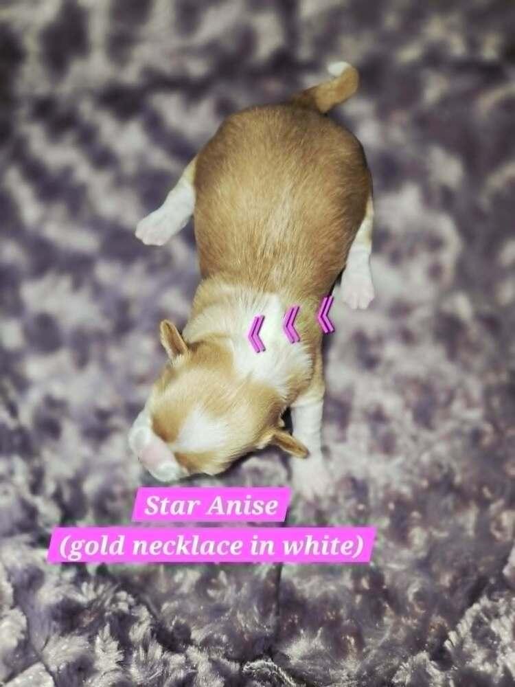 Enlarge Star Anise, a Adoptable mixed breed in Plantation, FL image 1/5