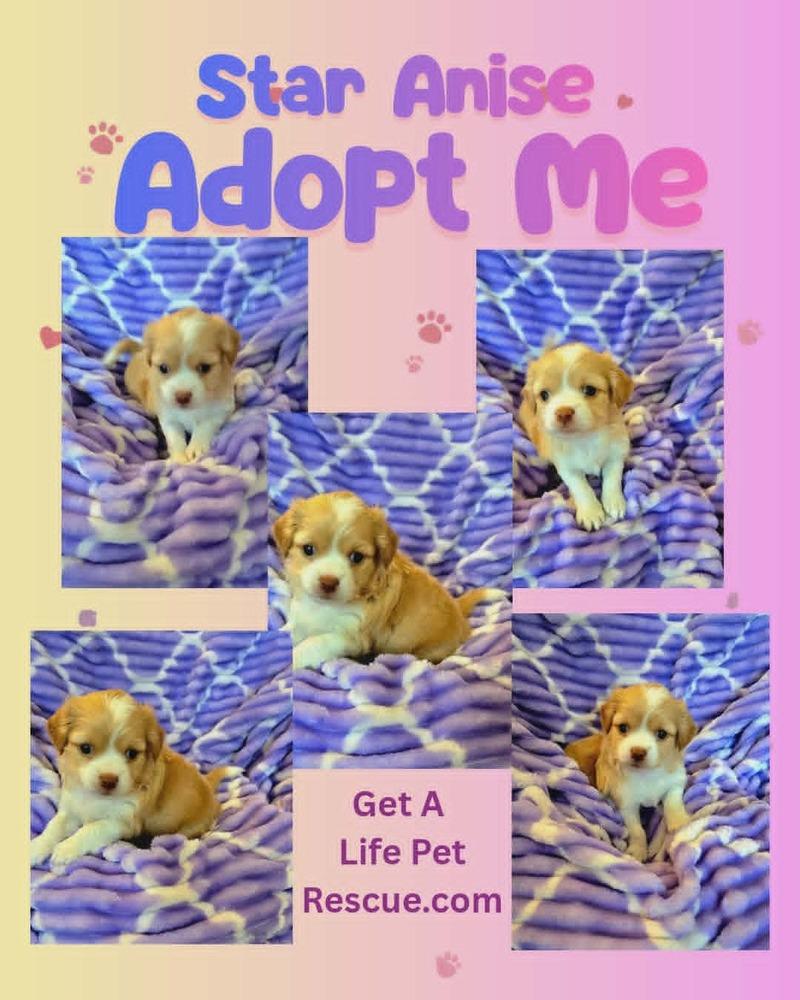 Enlarge Star Anise, a Adoptable mixed breed in Plantation, FL image 2/5