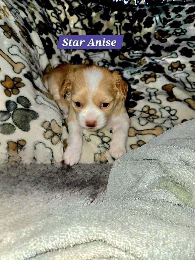 Enlarge Star Anise, a Adoptable mixed breed in Plantation, FL image 4/5