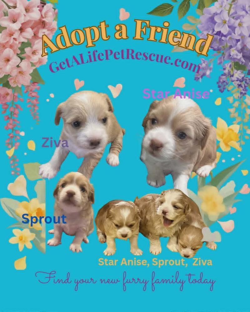 Enlarge Star Anise, a Adoptable mixed breed in Plantation, FL image 5/5