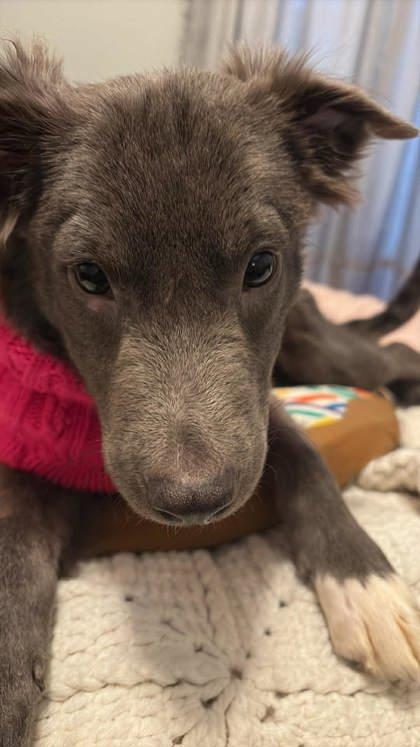 Enlarge Molly, an adoptable mixed breed in Tinley Park, IL image 1/4