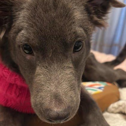 Enlarge Molly, an adoptable mixed breed in Tinley Park, IL image 2/4