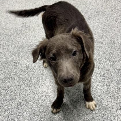 Enlarge Molly, an adoptable mixed breed in Tinley Park, IL image 4/4