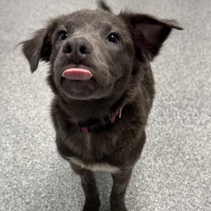 Enlarge Molly, an adoptable mixed breed in Tinley Park, IL image 3/4