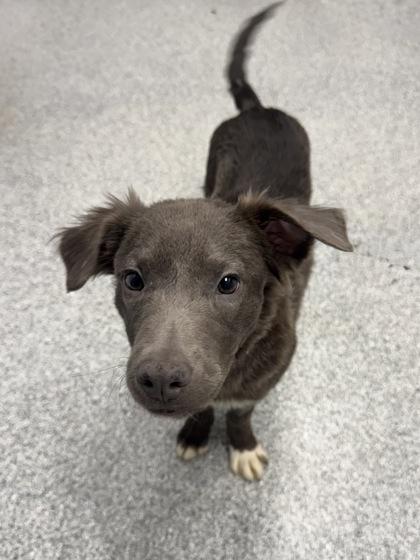 Molly, adoptable, Puppy Female Whippet.