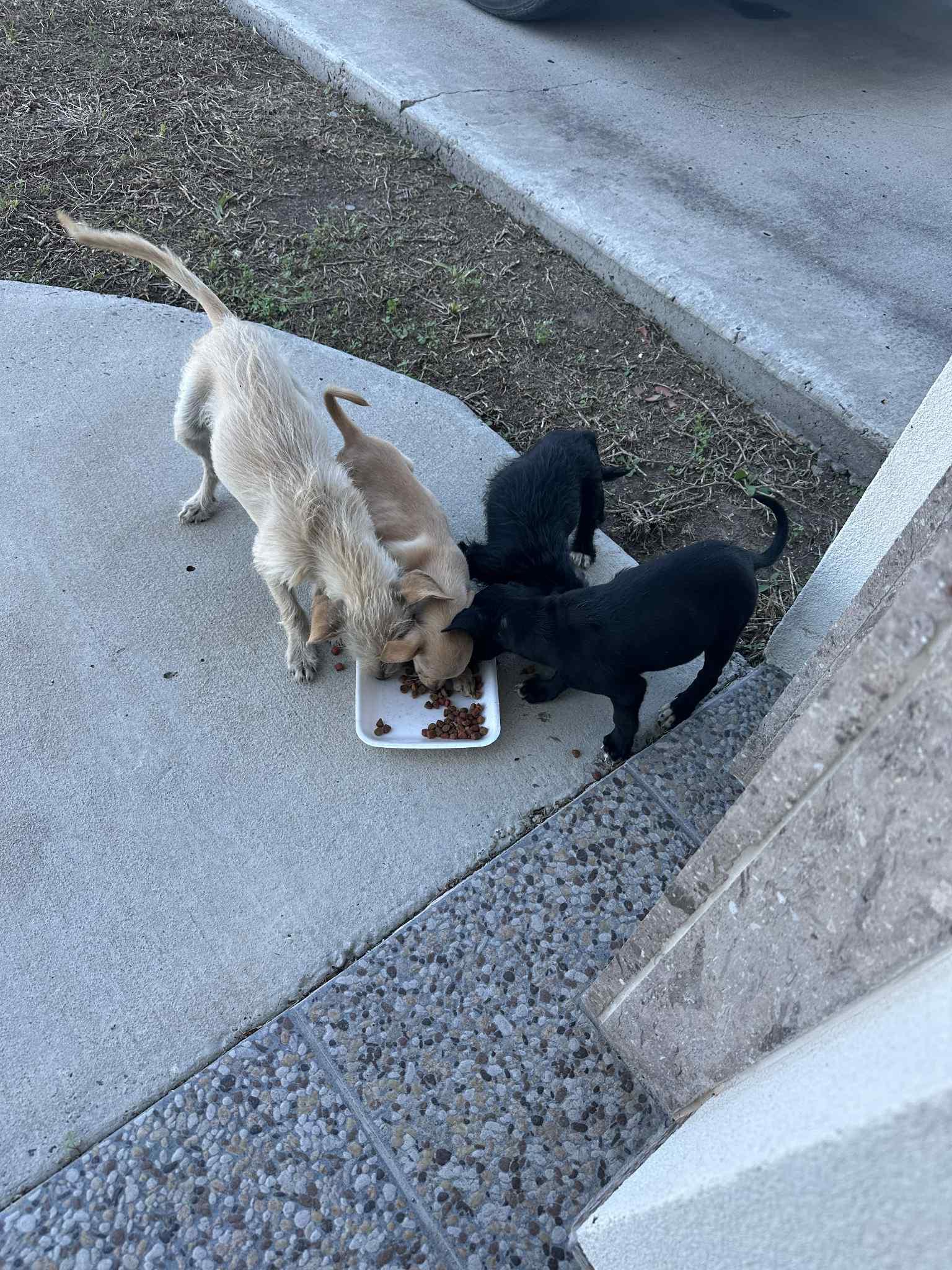 Tess, a Adoptable mixed breed in Warrenton, VA image 4/5