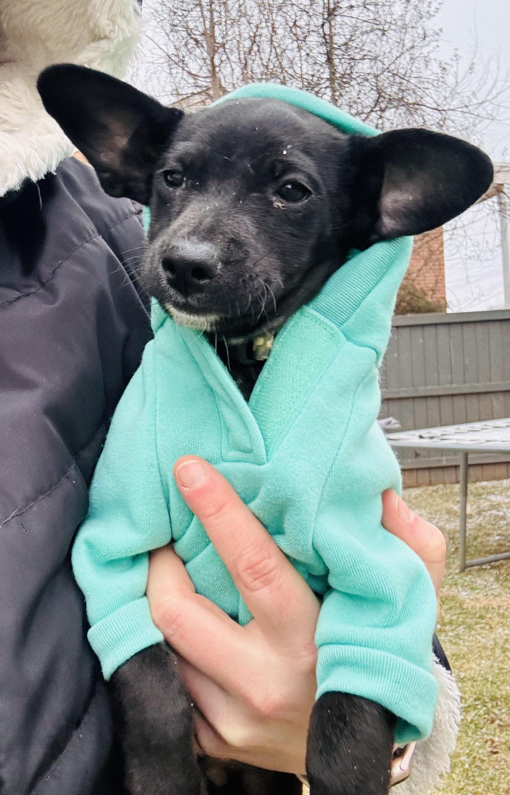 Tom, Adoptable, Puppy Male Chihuahua & Dachshund.