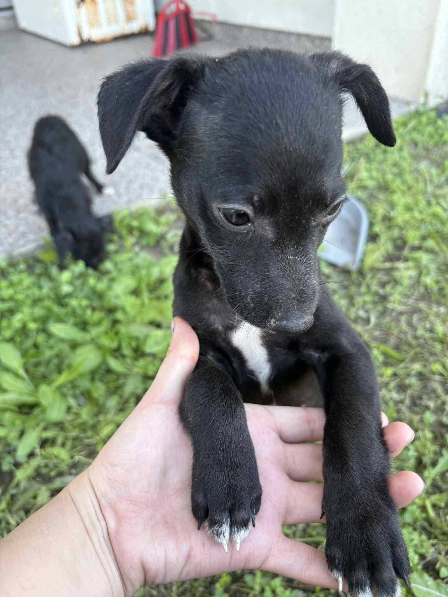 Tess, a Adoptable mixed breed in Warrenton, VA image 5/5