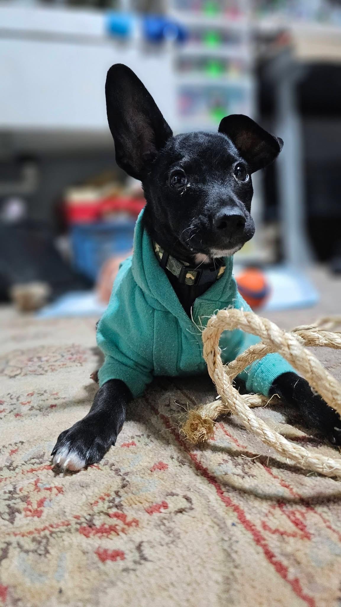 Enlarge Tom, a Adoptable mixed breed in Warrenton, VA image 4/6