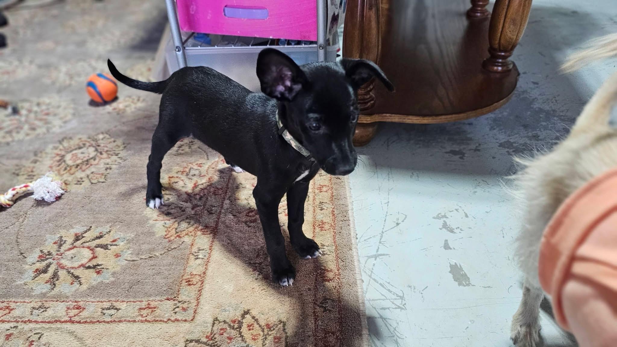 Enlarge Tom, a Adoptable mixed breed in Warrenton, VA image 5/6