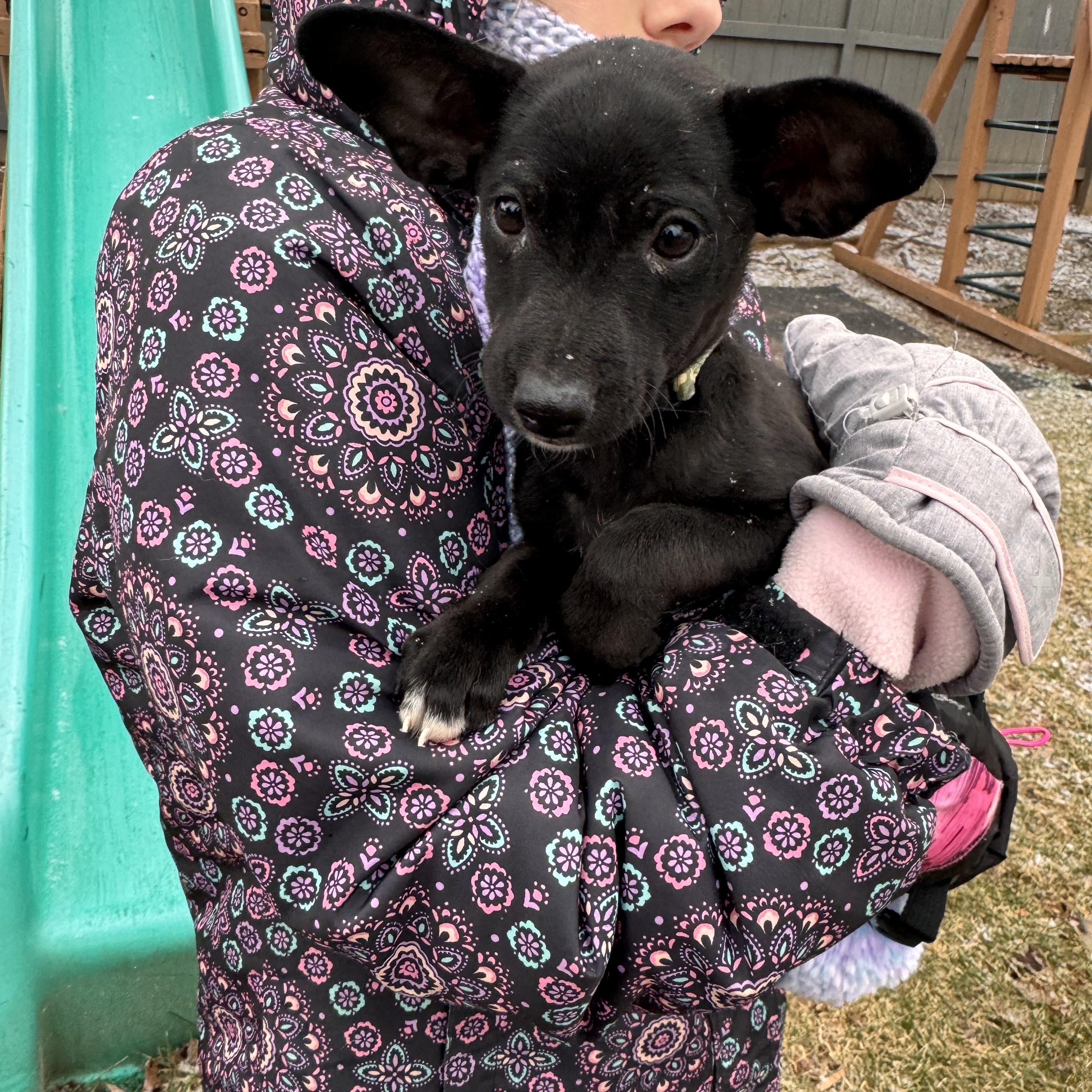 Enlarge Tom, a Adoptable mixed breed in Warrenton, VA image 2/6