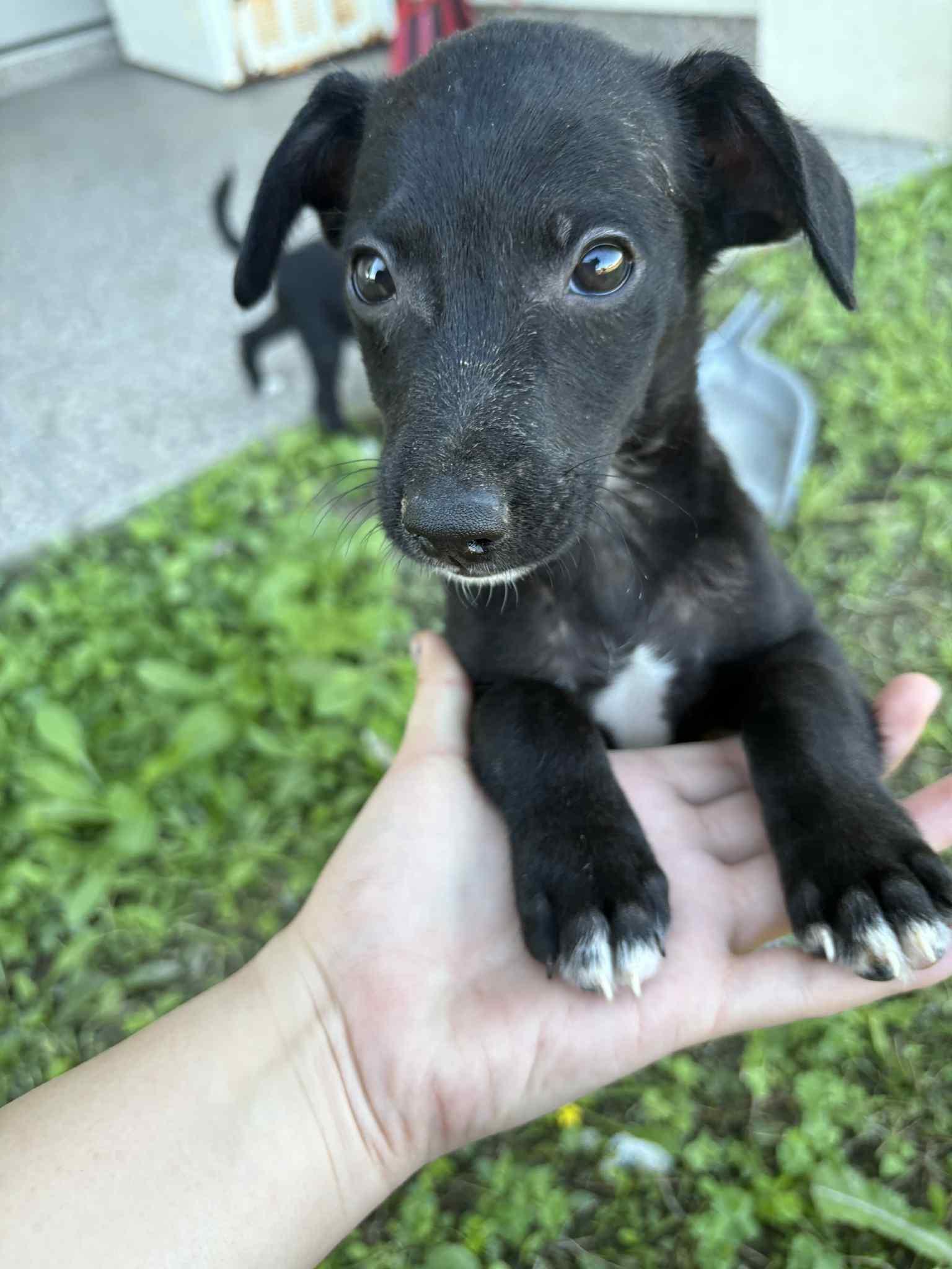 Tess, Adoptable, Puppy Female Mixed Breed.