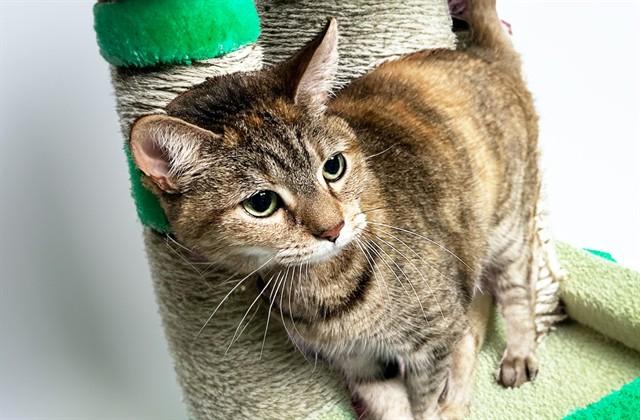 Enlarge COOKIE, a Adoptable mixed breed in Fort Lauderdale, FL image 1/1