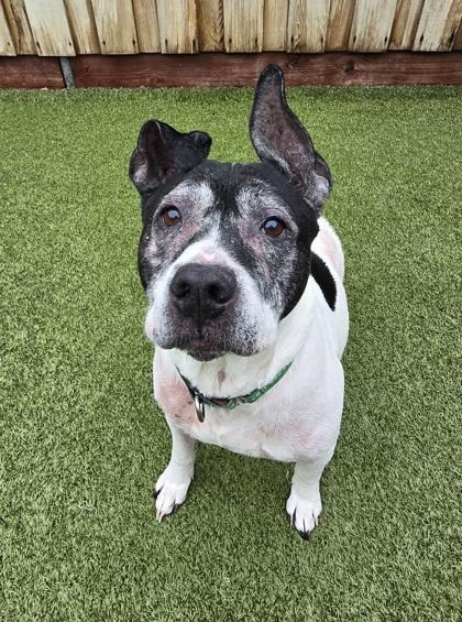 Leroy, Adoptable, Adult Male Mixed Breed & Mixed Breed.