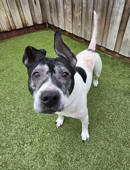 Enlarge Leroy, a Adoptable mixed breed in Eugene, OR image 2/3