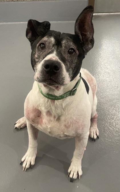 Enlarge Leroy, a Adoptable mixed breed in Eugene, OR image 3/3