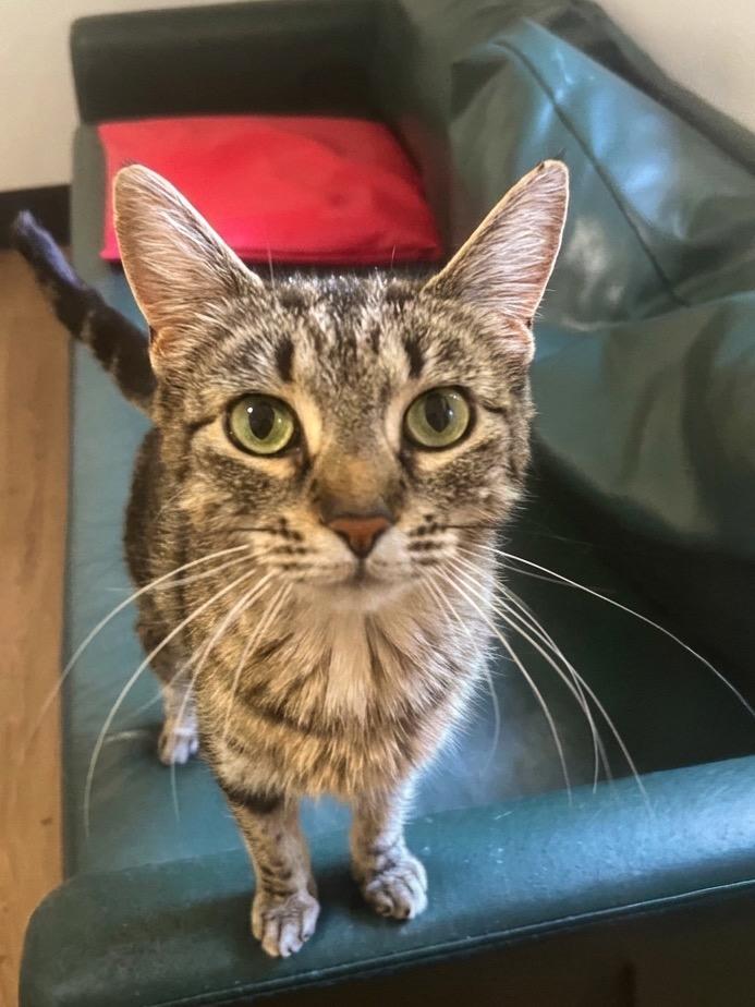 Enlarge Phoebe, a Adoptable Domestic Short Hair in Vashon, WA image 1/1
