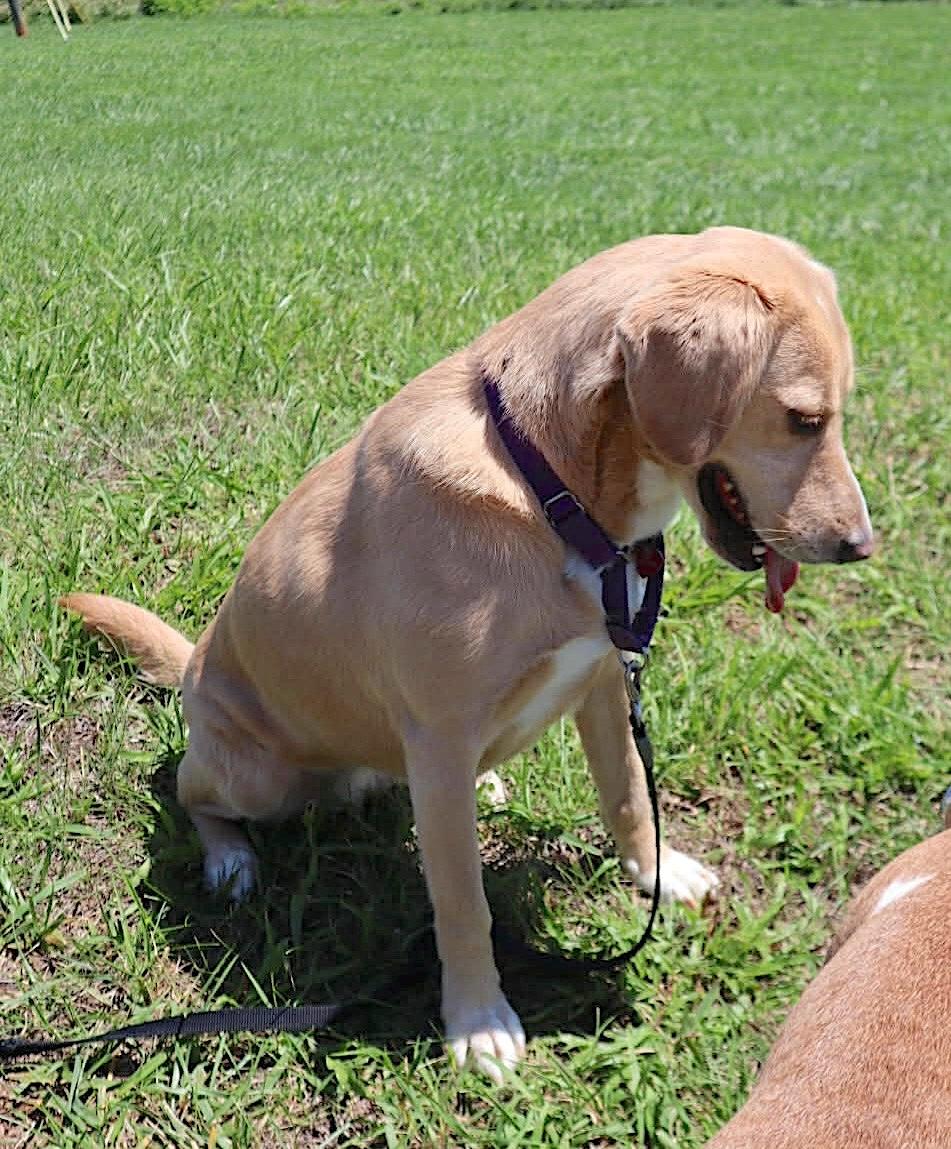 Sunday, a ADOPTABLE Labrador Retriever in Bedford, VA image 5/5
