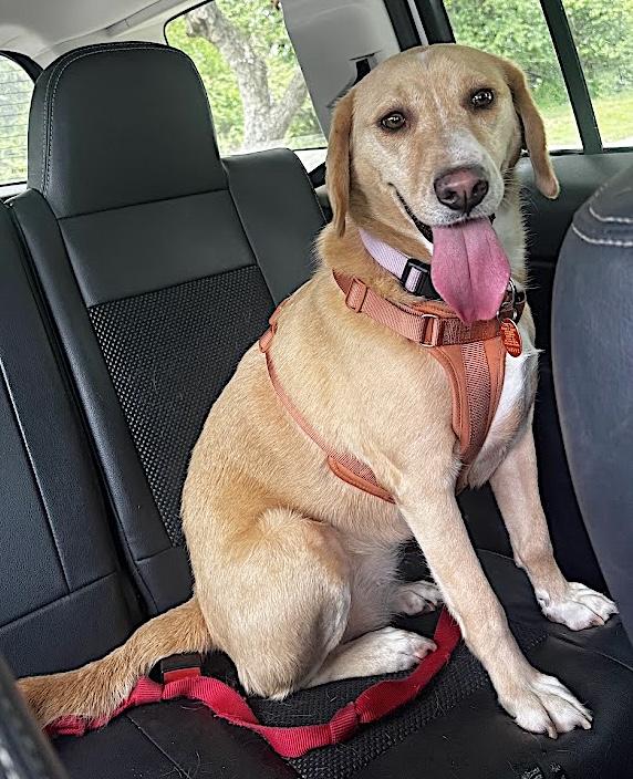 Sunday, a ADOPTABLE Labrador Retriever in Bedford, VA image 1/5