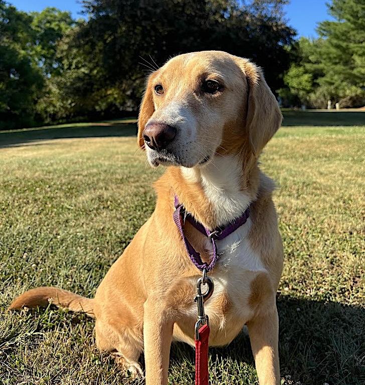 Sunday, a ADOPTABLE Labrador Retriever in Bedford, VA image 2/5