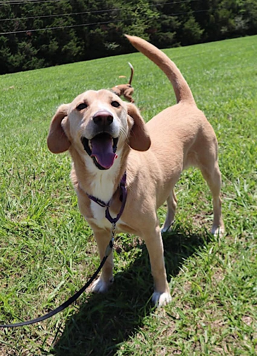 Sunday, a ADOPTABLE Labrador Retriever in Bedford, VA image 4/5