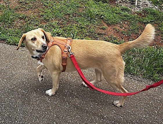Sunday, a ADOPTABLE Labrador Retriever in Bedford, VA image 3/5