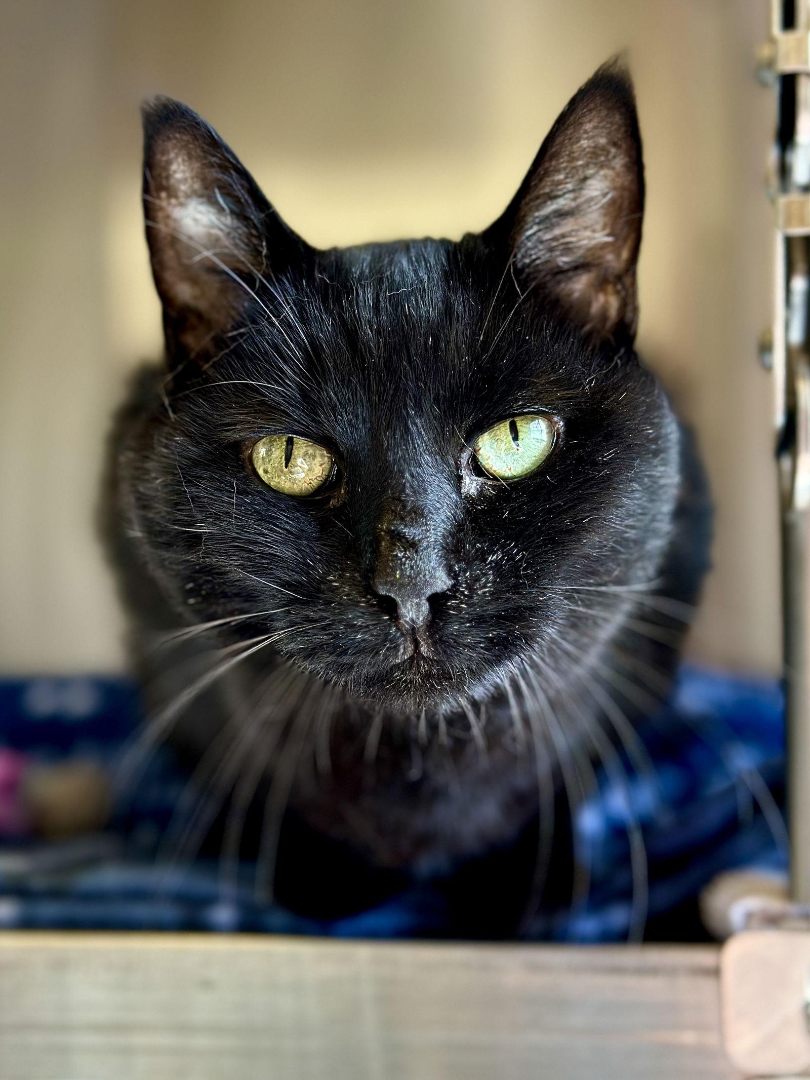Enlarge Jack (prev.Sid), a Adoptable Domestic Short Hair in West Cornwall, CT image 2/3