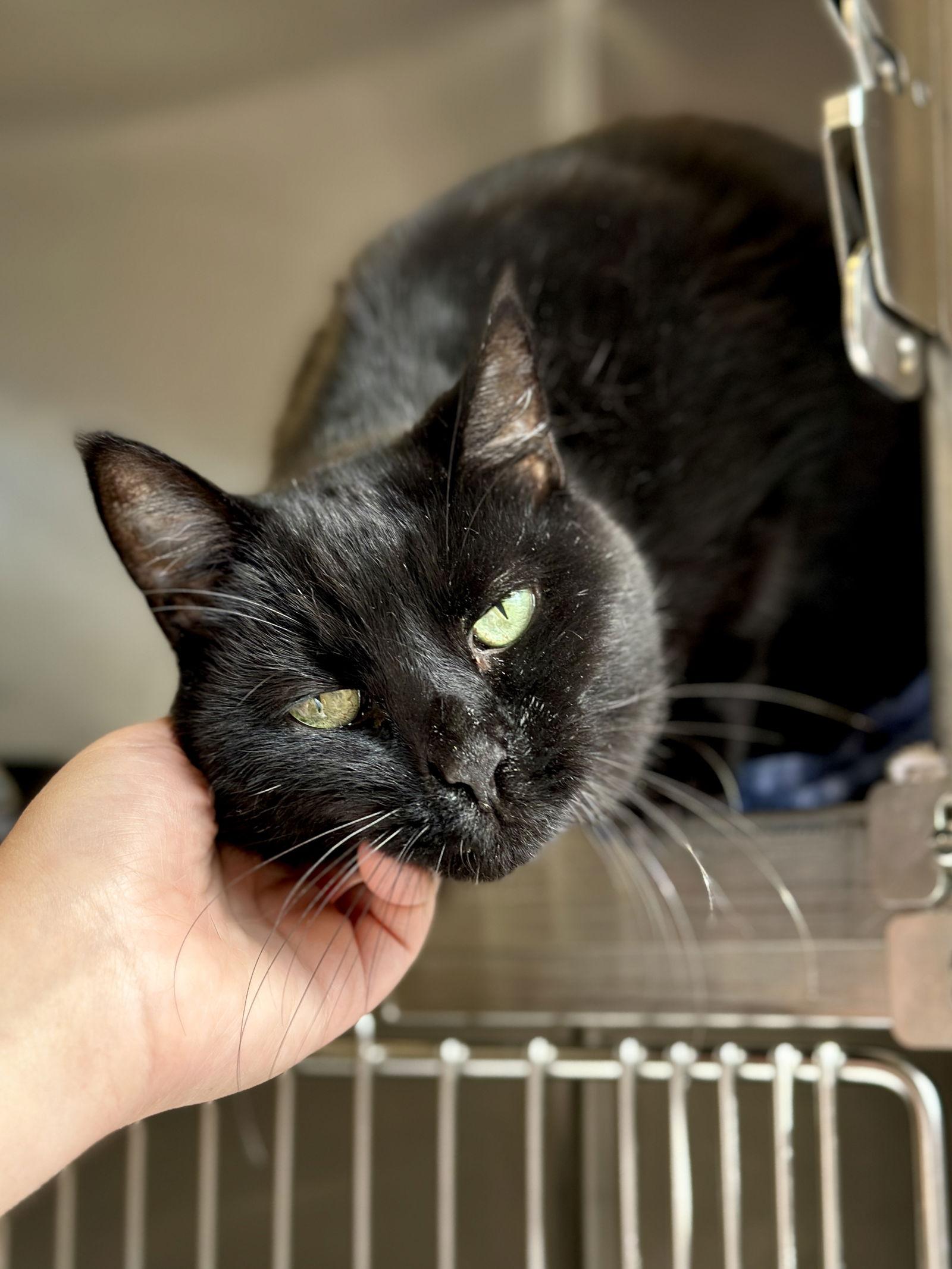 Enlarge Jack (prev.Sid), a Adoptable Domestic Short Hair in West Cornwall, CT image 3/3