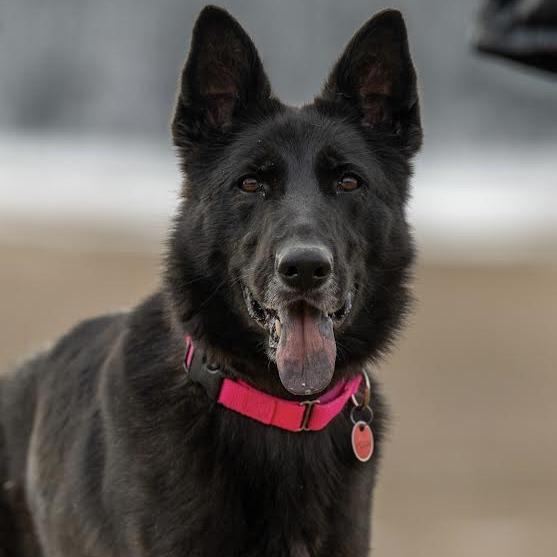 Thea (26-081), Adoptable, Adult Female German Shepherd Dog.
