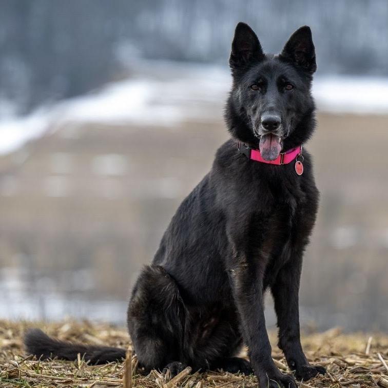 Thea (26-081), a Adoptable German Shepherd Dog in New Ringgold, PA image 2/6