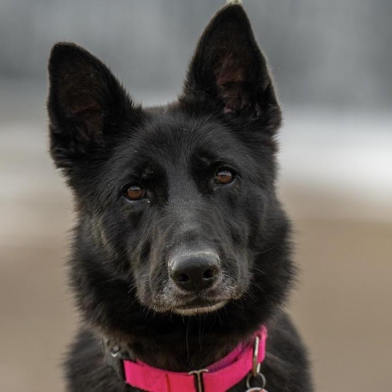 Thea (26-081), a Adoptable German Shepherd Dog in New Ringgold, PA image 3/6