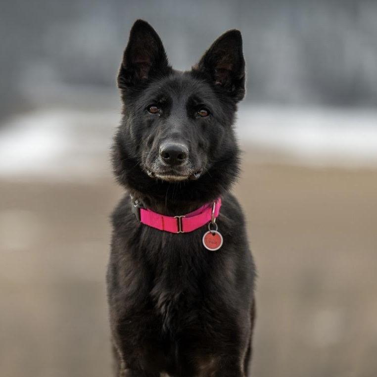 Thea (26-081), a Adoptable German Shepherd Dog in New Ringgold, PA image 4/6