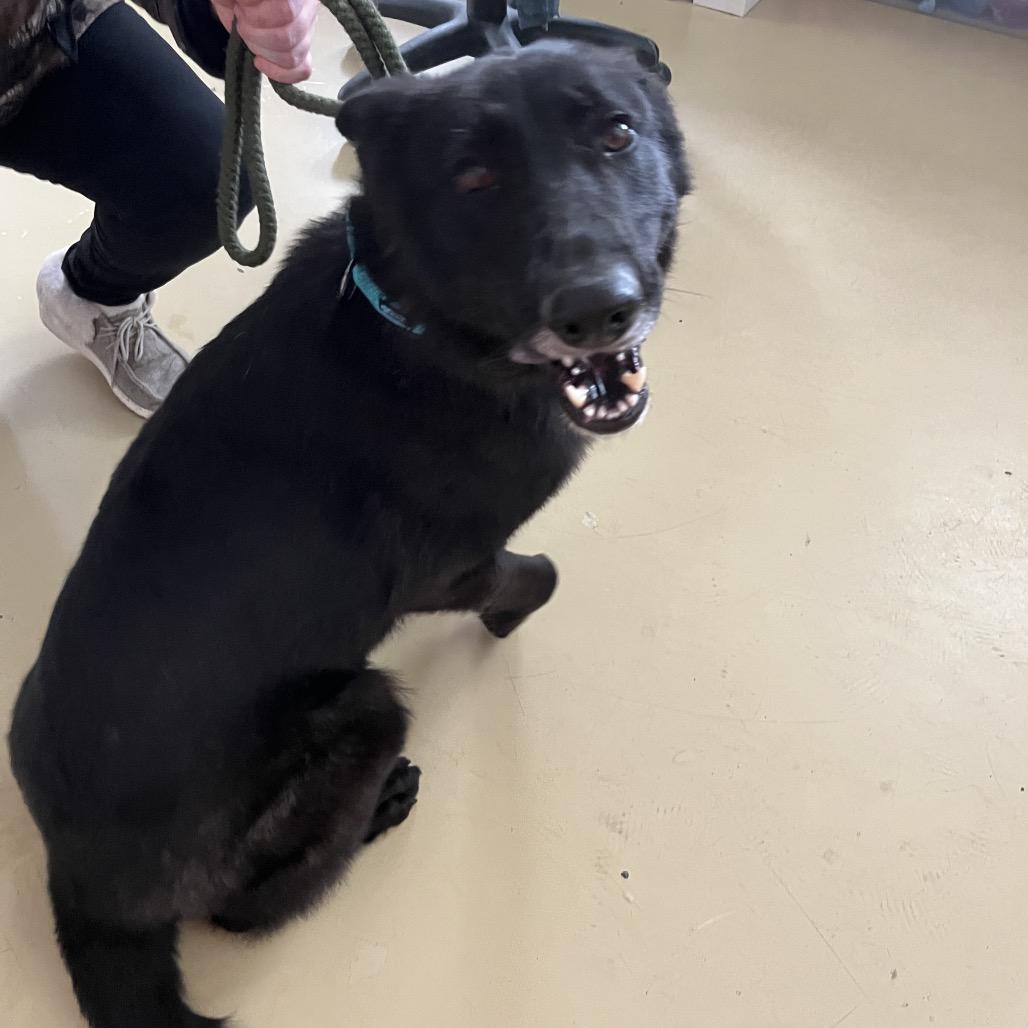 Thea (26-081), a Adoptable German Shepherd Dog in New Ringgold, PA image 5/6