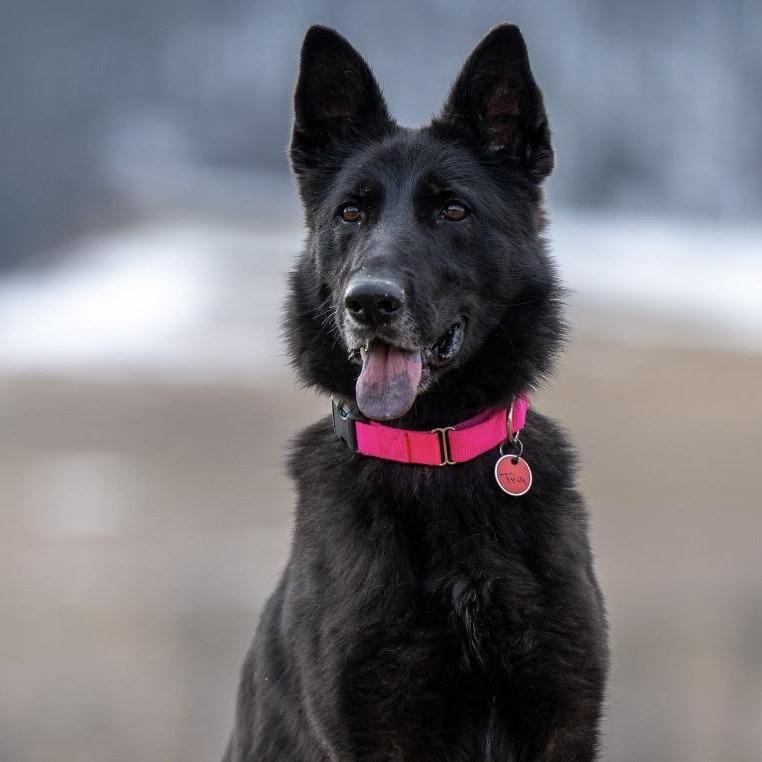 Thea (26-081), a Adoptable German Shepherd Dog in New Ringgold, PA image 6/6